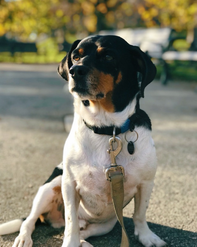 Bingo the dog at Golden Gate Park